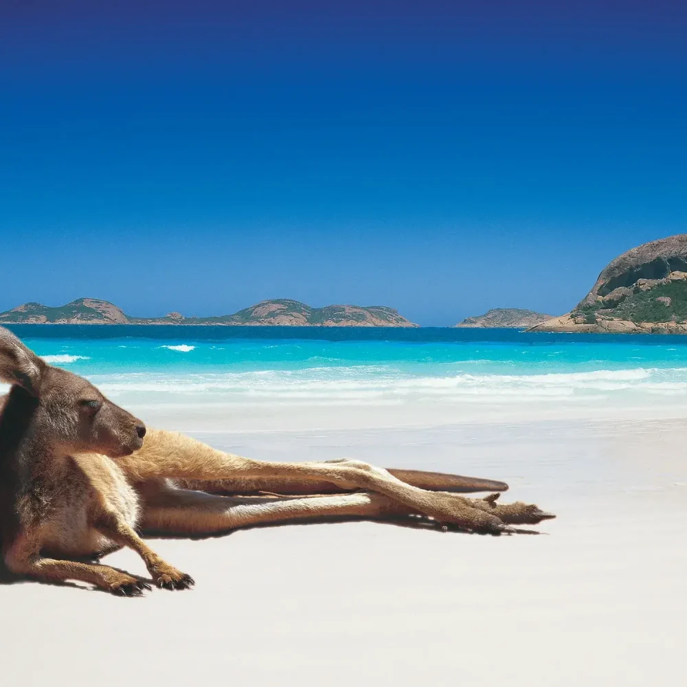 kangaroo on a beach